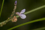 Sampson's snakeroot